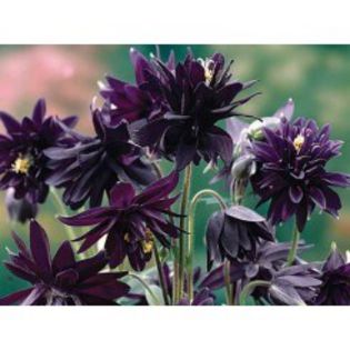 aquilegia-vulgaris-var-stellata-black-barlow-; de la Plant-shop
