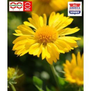 gaillardia-x-grandiflora-mesa-yellow; de la plant-shop
