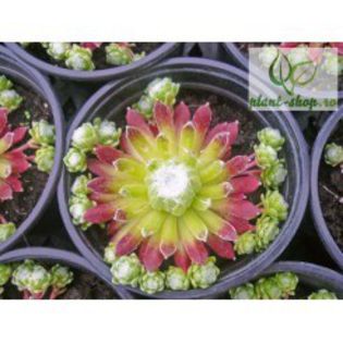 sempervivum-arachnoideum-var-sanguineum; de la Plant-shop
