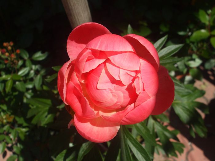 Coral Charm