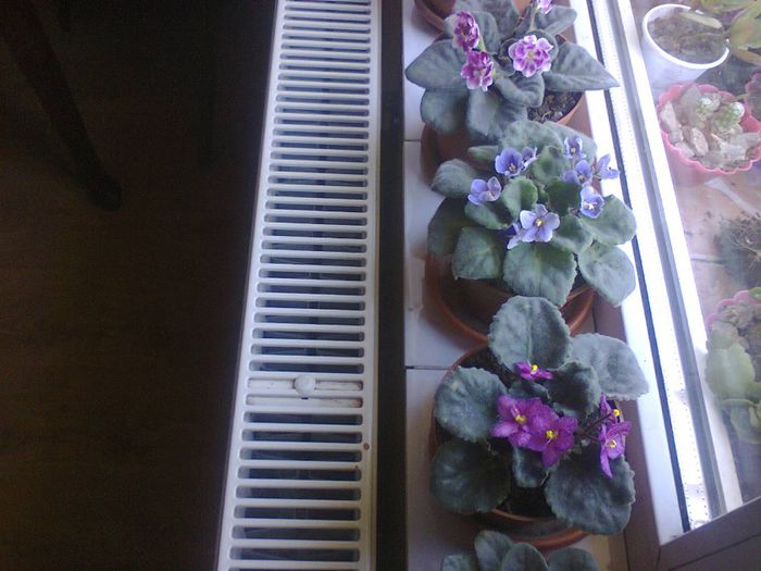 Fotografie1944 - VIOLETELE MELE