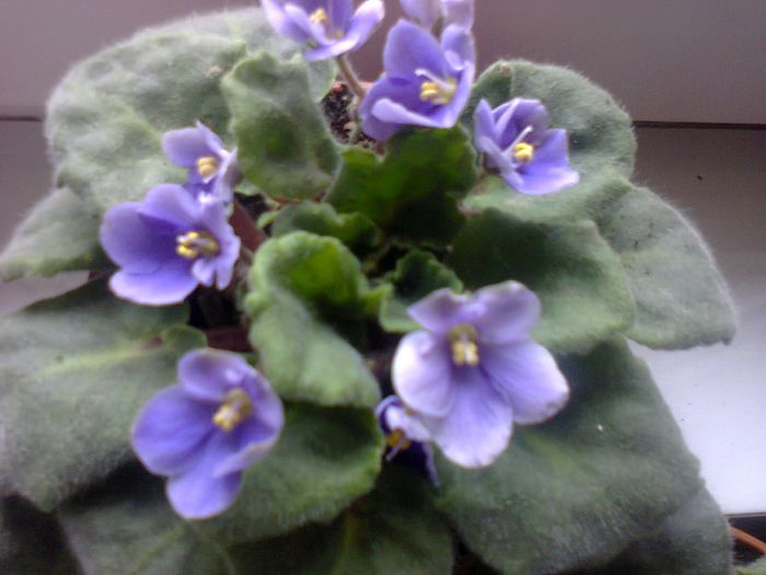 Fotografie1930 - VIOLETELE MELE