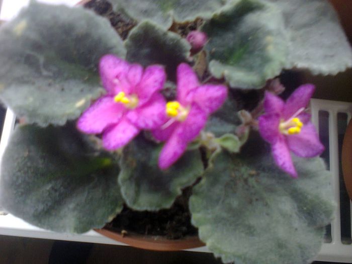 Fotografie1931 - VIOLETELE MELE