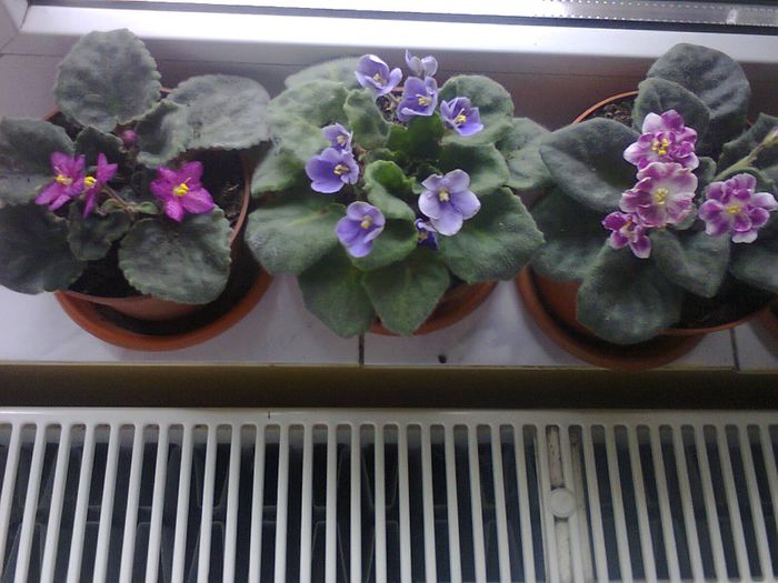 Fotografie1932 - VIOLETELE MELE