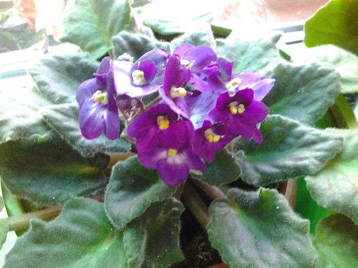 20140508_115233 - 1mai