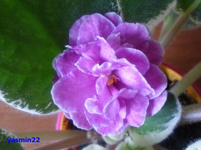 426 - Ma s Show Girl