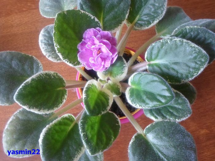 427 - Ma s Show Girl