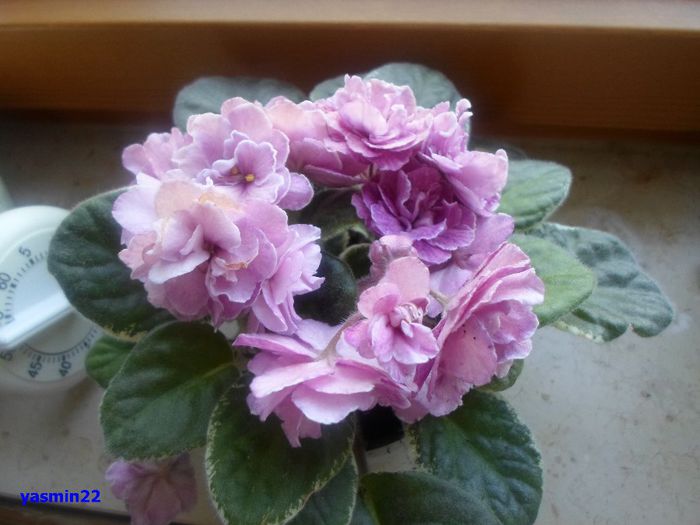 458 mai 2014 - Ma s Show Girl