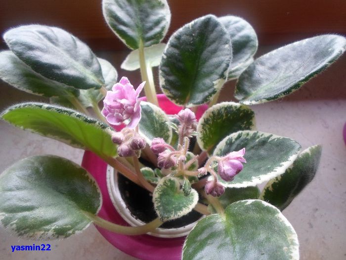 662 mai 2014 - Ma s Show Girl