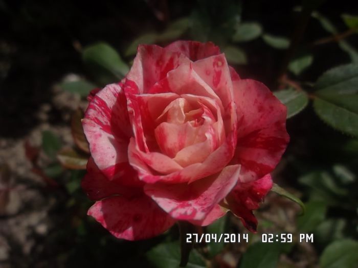 nr. 2 pitic - Trandafiri Dimov