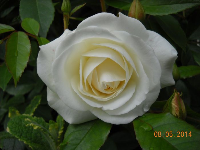 DSCN0480 - trandafiri 2014