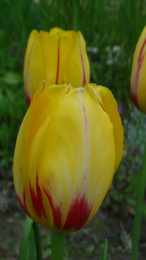 la courtine - e-lalele2014