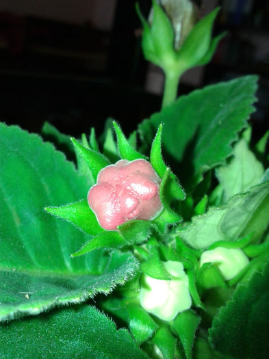 20140508_170028 - gloxinia 2014