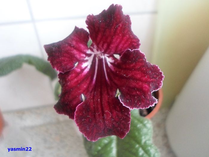 Marina DS-Valkiria - 3-Streptocarpus