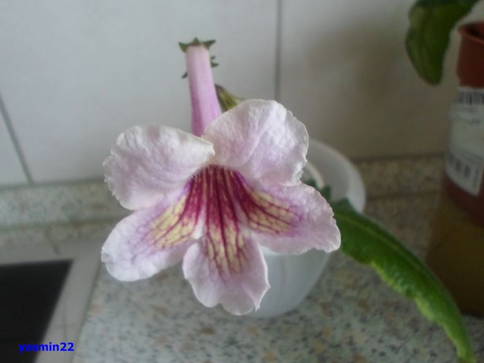 Marina mai DS-Rozdenie Zari - 3-Streptocarpus