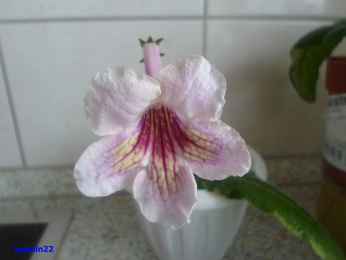 563)Marina mai 2014 - 3-Streptocarpus