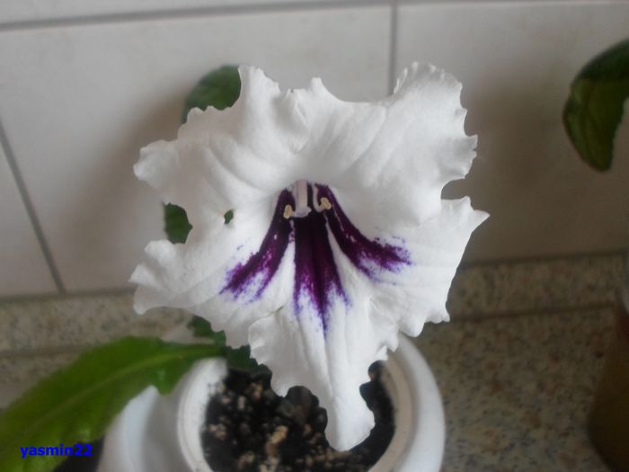 564)Marina mai 2014 - 3-Streptocarpus