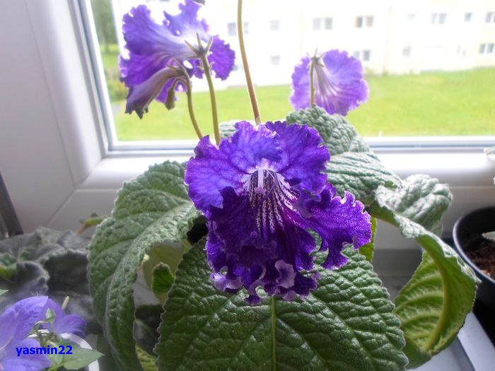 566)Marina mai 2014 - 3-Streptocarpus