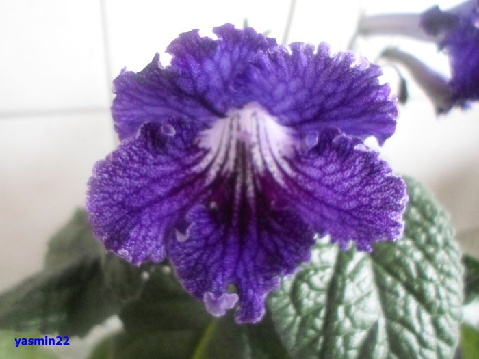 568)Marina mai 2014 - 3-Streptocarpus