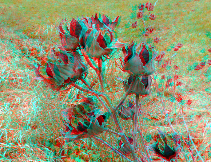 184 - SPECIAL 3d anaglyph