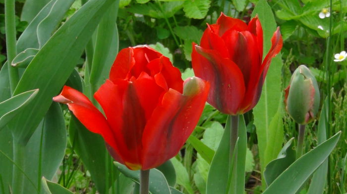 hollywod - e-lalele2014