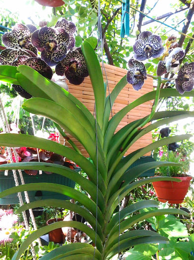 vanda dark chocolate brawn - 1mai