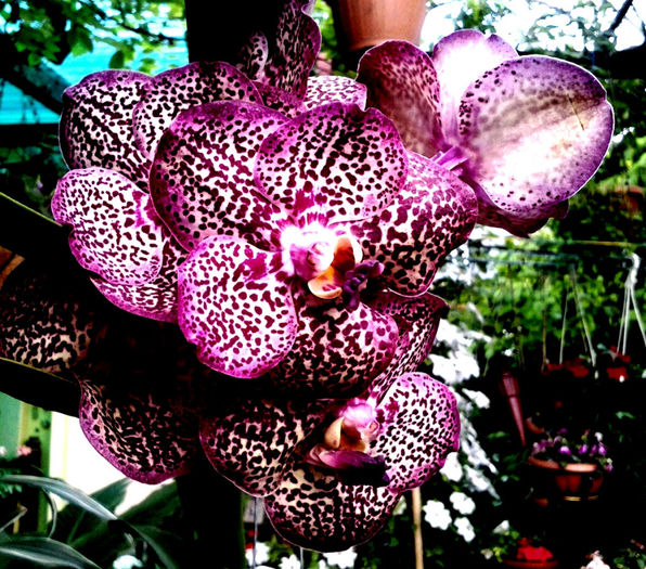 vanda red spot