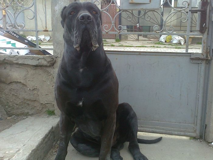 Fotografie0528 - PRESA CANARIO