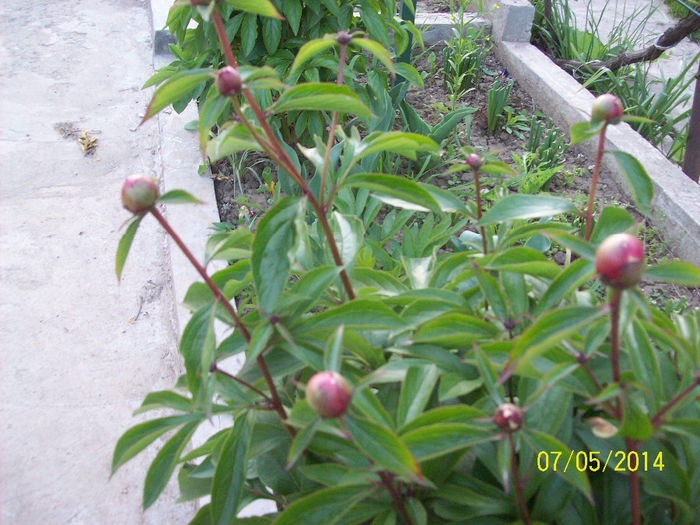 bujori