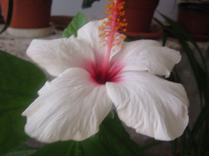 IMG_2732 - flori