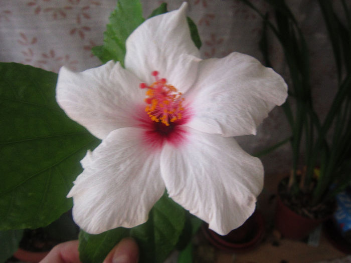 IMG_2734 - flori