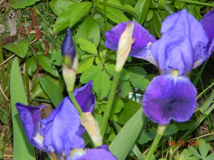 DSCN7342 - Flori 2014