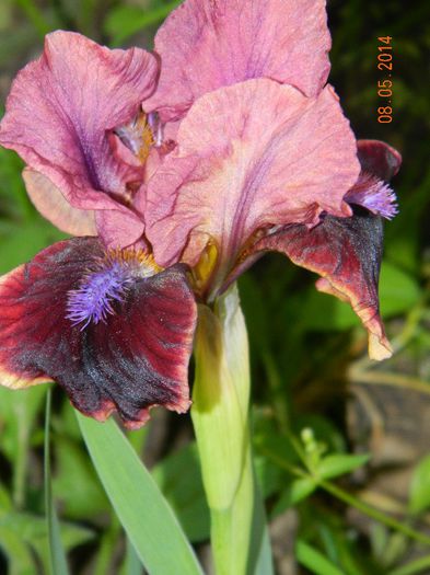DSCN7344 - Flori 2014