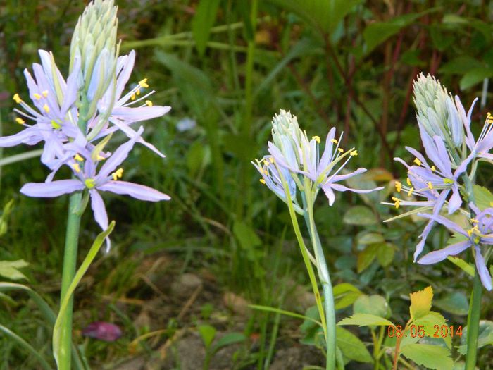DSCN7347 - Flori 2014