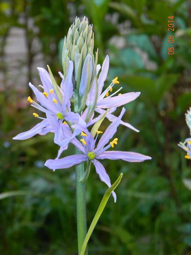 DSCN7348 - Flori 2014
