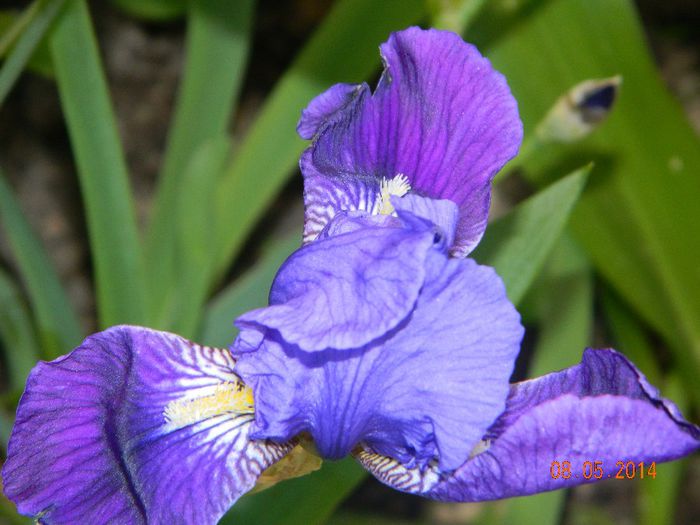 DSCN7352 - Flori 2014