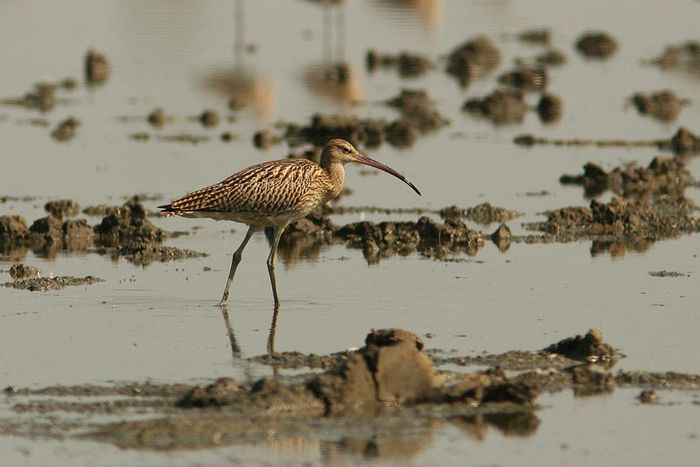 Culic mare; (Numenius arquata) Cuibareste(in RO,doar 40-60 de perechi)in zone umede, balti si mlastini, dar ierneaza pe zone de coasta. Aproximativ de marimea unei fazanite
