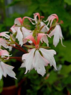 * Pela_Fairy_Fantasy