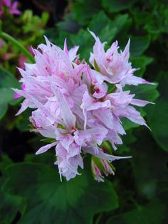 * Pela_Joann_Hodgson