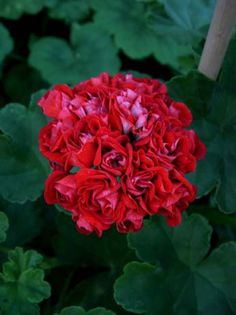 * Pela_Scarlet_Rambler