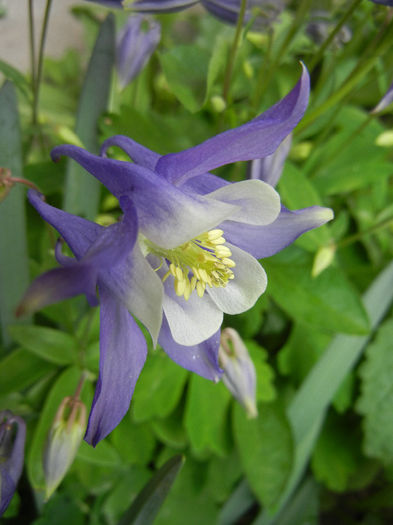 Aq. Winky Blue & White (2014, Apr.30) - Aquilegia Winky Blue White