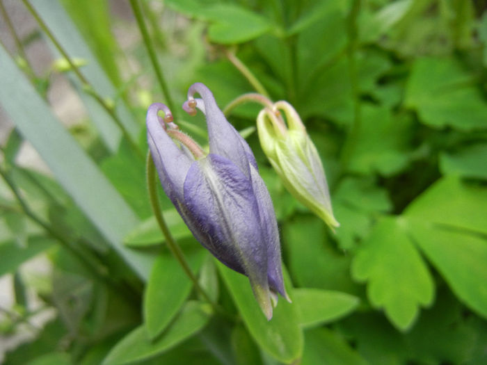 Aq. Winky Blue & White (2014, Apr.30) - Aquilegia Winky Blue White