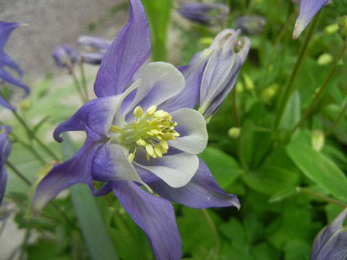 Aq. Winky Blue & White (2014, Apr.30) - Aquilegia Winky Blue White