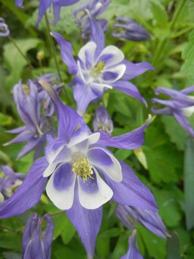 Aq. Winky Blue & White (2014, May 02) - Aquilegia Winky Blue White