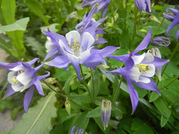 Aq. Winky Blue & White (2014, May 02) - Aquilegia Winky Blue White