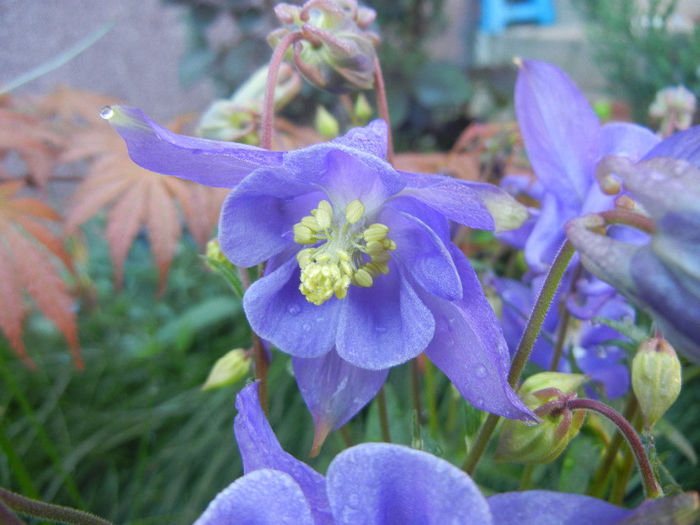 Aquilegia Blue (2014, May 01) - Aquilegia Blue