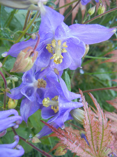 Aquilegia Blue (2014, May 01)