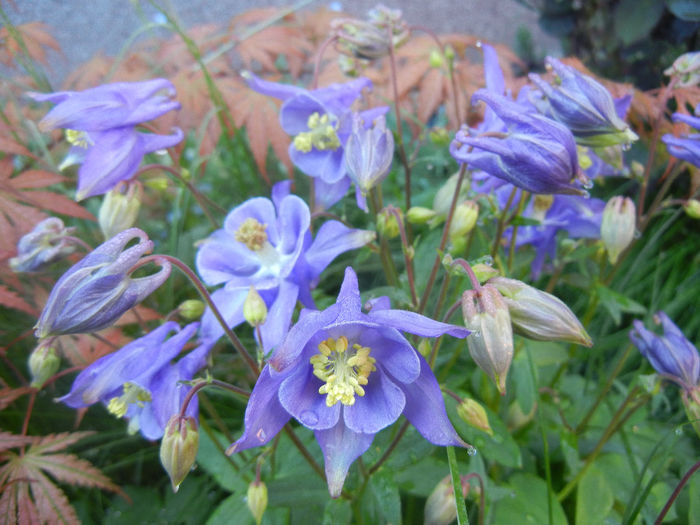 Aquilegia Blue (2014, May 01)