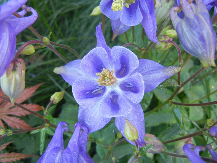 Aquilegia Blue (2014, May 01)