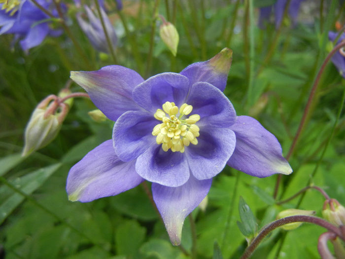 Aquilegia Blue (2014, May 02) - Aquilegia Blue